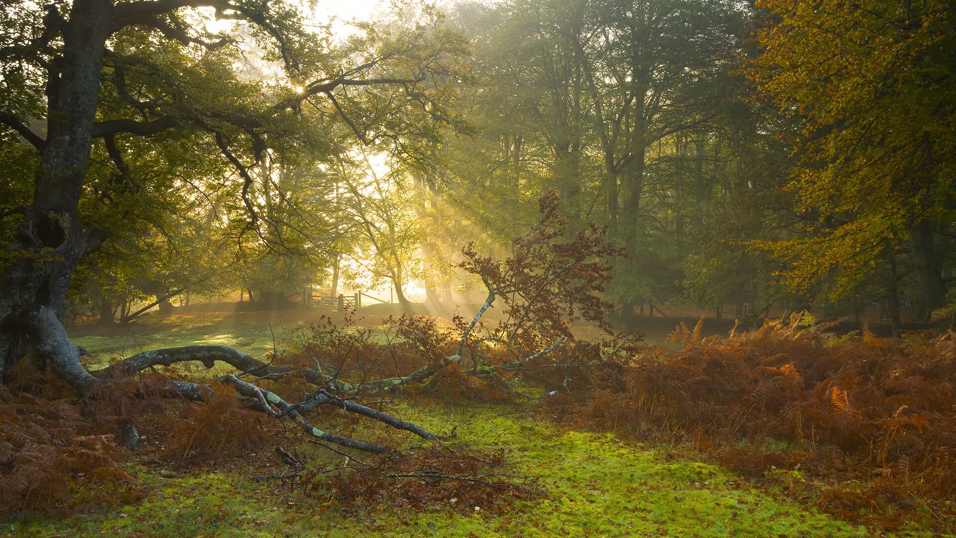 世界拳击锦标赛观众热情高涨,2021世界拳击锦标赛